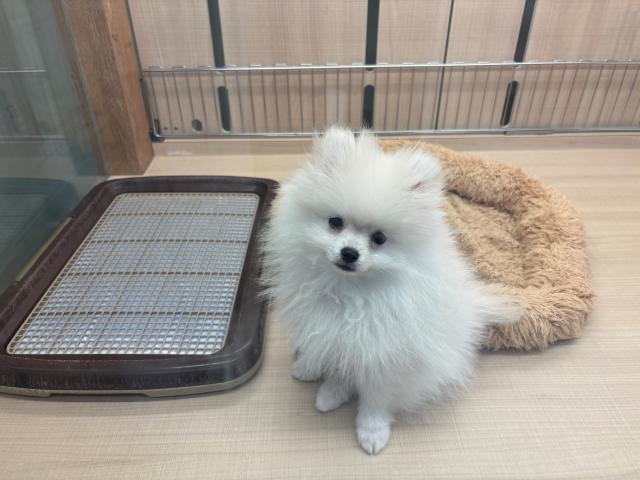 ポメラニアン