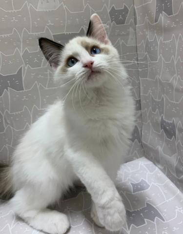 富山県のラグドール (ペットアミ宮野店/2026年2月21日生まれ/男の子/シルバーポイントバイカラー)の子猫の1枚目の画像
