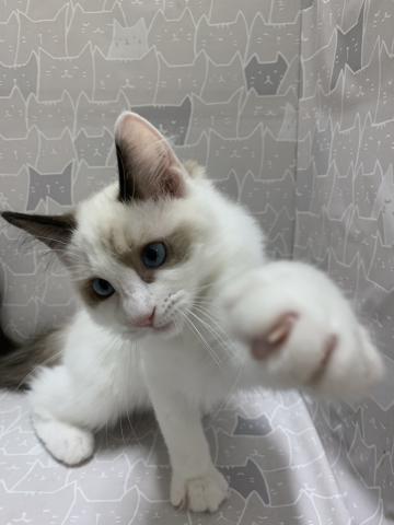 富山県のラグドール (ペットアミ宮野店/2026年2月21日生まれ/男の子/シルバーポイントバイカラー)の子猫の2枚目の画像