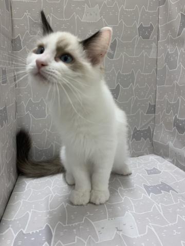 富山県のラグドール (ペットアミ宮野店/2026年2月21日生まれ/男の子/シルバーポイントバイカラー)の子猫の3枚目の画像