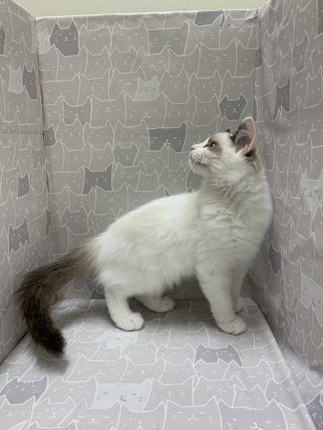 富山県のラグドール (ペットアミ宮野店/2026年2月21日生まれ/男の子/シルバーポイントバイカラー)の子猫の4枚目の画像