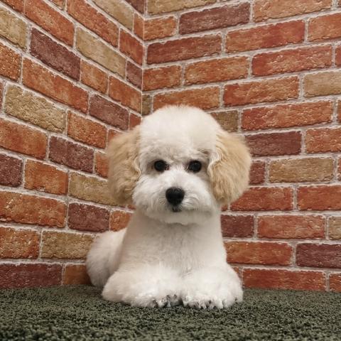 石川県のトイプードル(トイ) (ペットアミ 津幡店/2025年12月20日生まれ/男の子/クリーム)の子犬の1枚目の画像