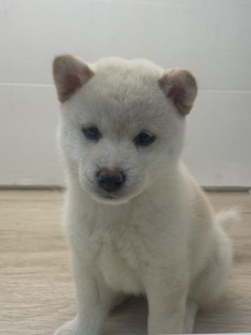 柴犬