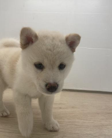 柴犬