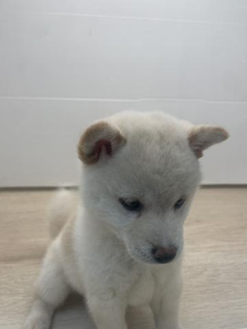 柴犬