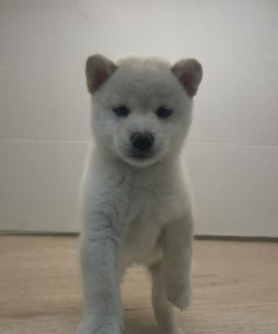 柴犬