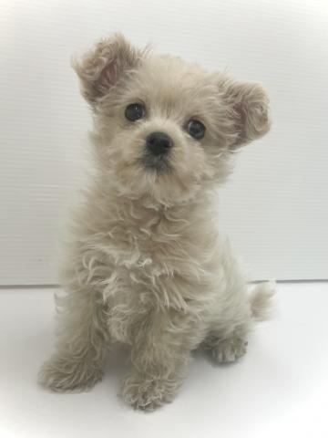 MIX