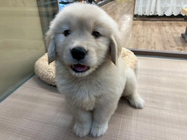 ゴールデンレトリーバー