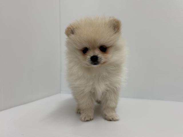 ポメラニアン
