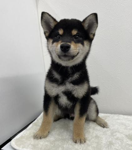 柴犬