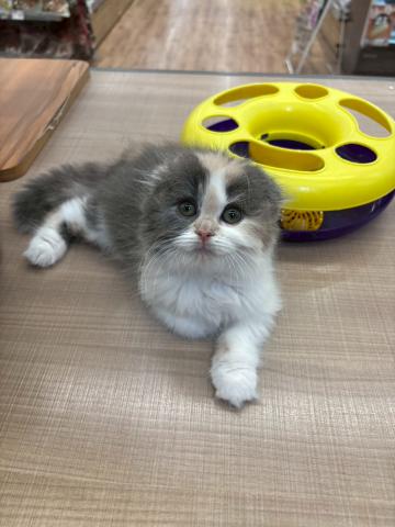 スコティッシュフォールド