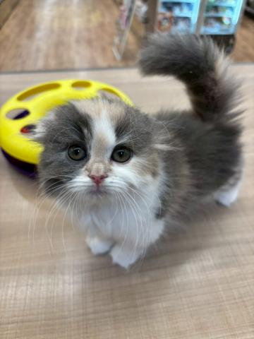 スコティッシュフォールド
