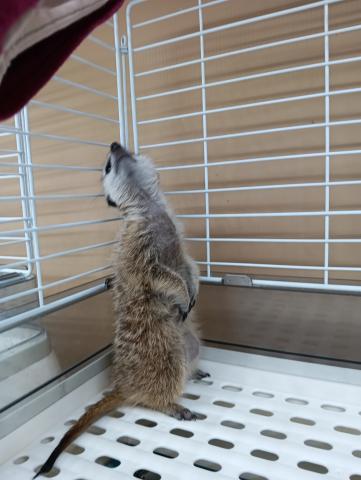 ミーアキャット