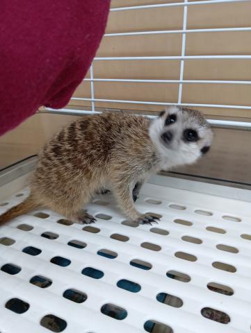 ミーアキャット