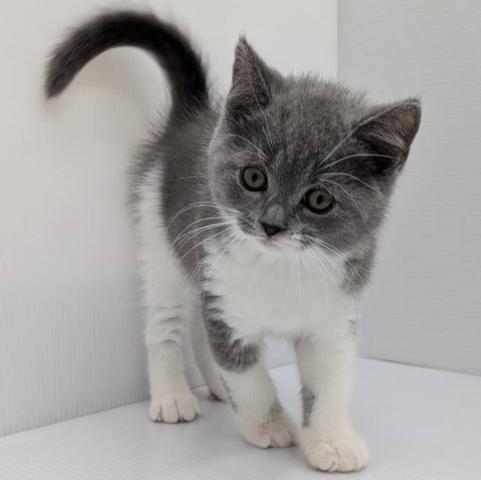 ブリティッシュショートヘア子猫