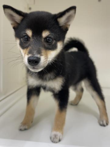 柴犬