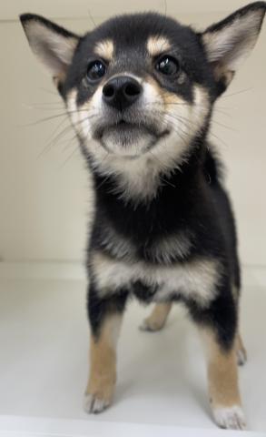柴犬