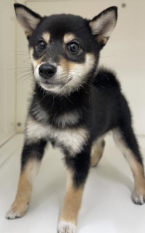 柴犬