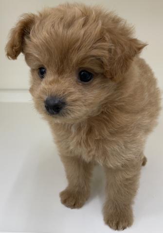 ハーフ犬(ポメラニアン×トイプードル)