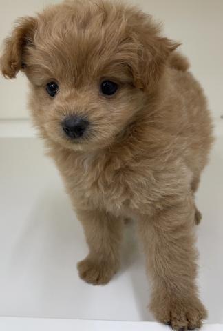 ハーフ犬(ポメラニアン×トイプードル)