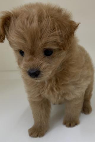 ハーフ犬(ポメラニアン×トイプードル)