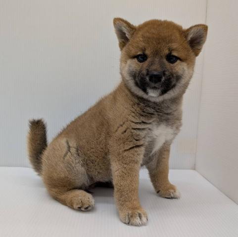柴犬子犬
