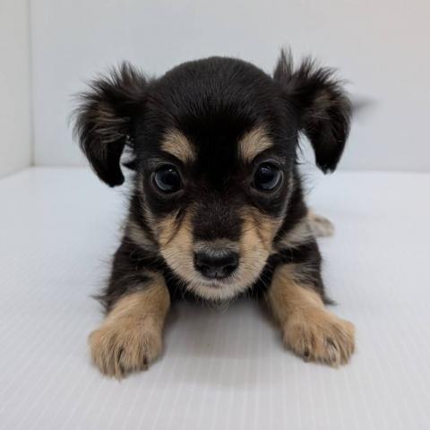 MIX子犬