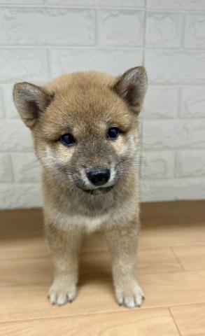 新潟県の柴犬(標準サイズ) (ペットアミ 小千谷店/2026年3月6日生まれ/男の子/赤)の子犬の4枚目の画像