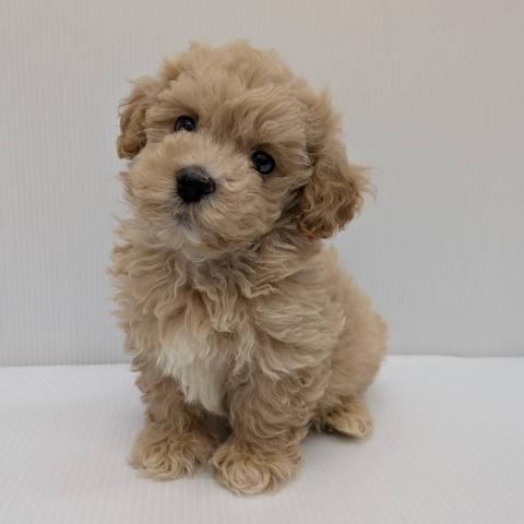 MIX子犬
