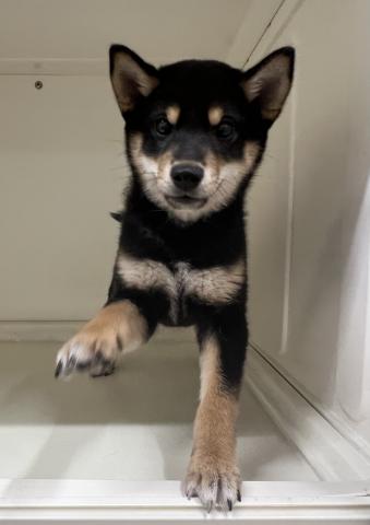 柴犬
