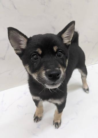 豆柴犬