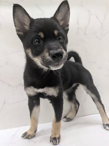 豆柴犬