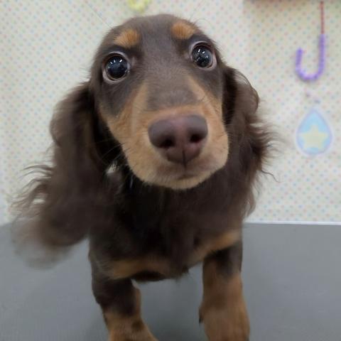 ミニチュアダックスフンド