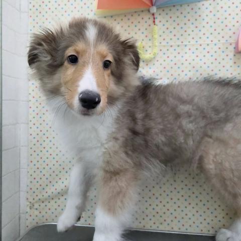 シェットランドシープドッグ