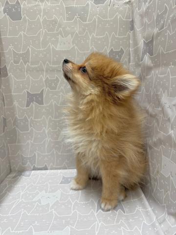 富山県のポメラニアン (ペットアミ宮野店/2026年2月28日生まれ/女の子/オレンジ)の子犬の2枚目の画像