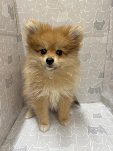 富山県のポメラニアン (ペットアミ宮野店/2026年2月28日生まれ/女の子/オレンジ)の子犬の3枚目の画像