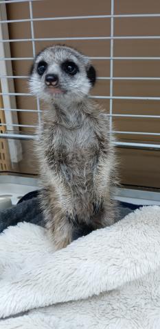 ミーアキャット