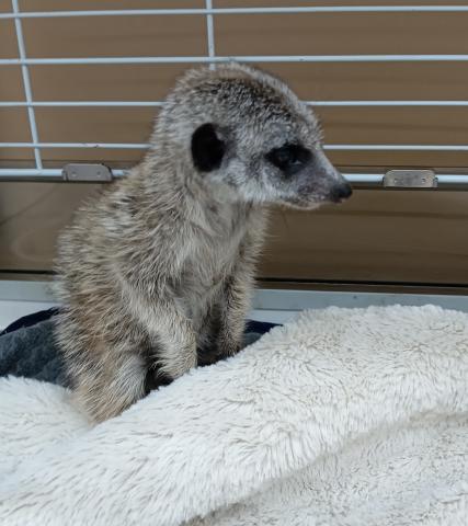 ミーアキャット