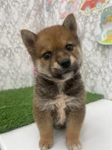 柴犬