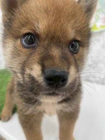 柴犬