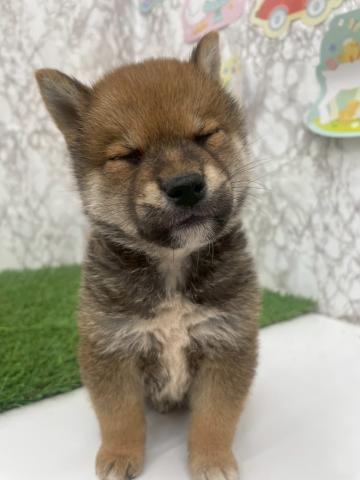 柴犬