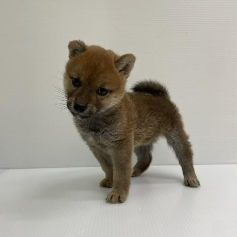 柴犬