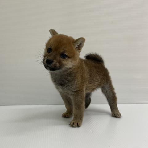柴犬