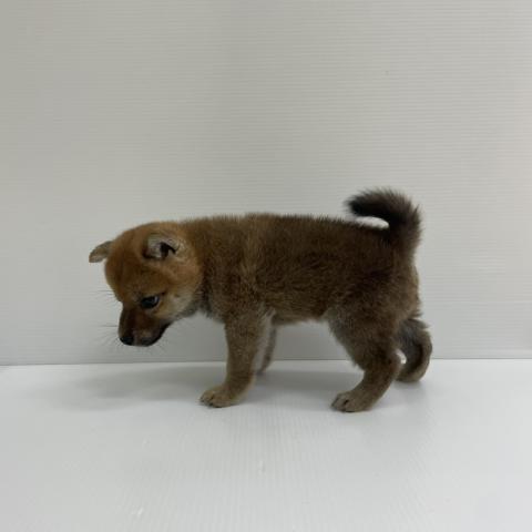 柴犬