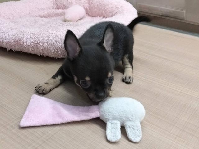 チワワ(スムースコート)