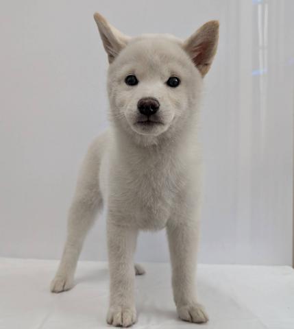 柴犬