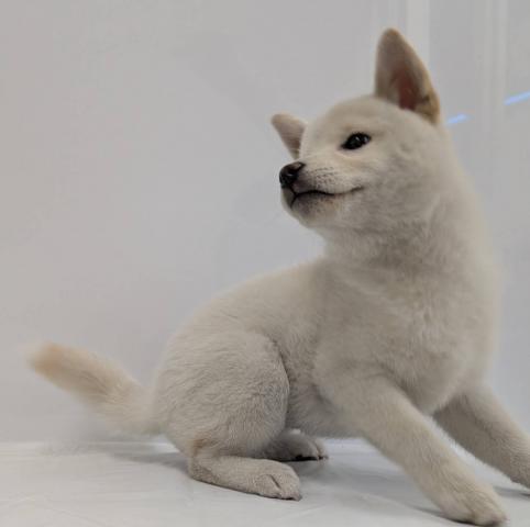 柴犬