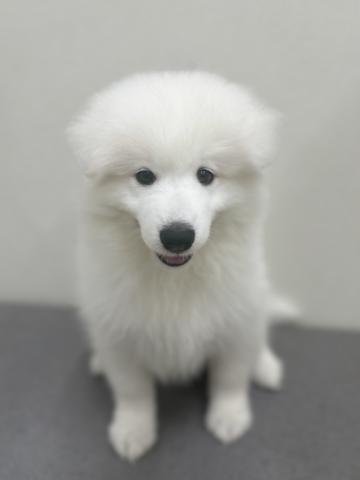 新潟県のサモエド (ペットアミ 小千谷店/2026年4月5日生まれ/男の子/ホワイト)の子犬の1枚目の画像