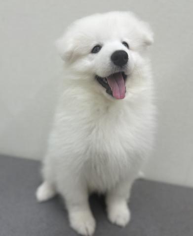 新潟県のサモエド (ペットアミ 小千谷店/2026年4月5日生まれ/男の子/ホワイト)の子犬の3枚目の画像