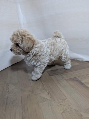 MIX犬ハーフ(ビション×トイプードル)